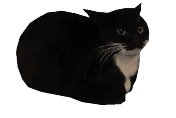 A spinning gif of maxwell the cat. He's a cute tux kitty with his paws folded under him.